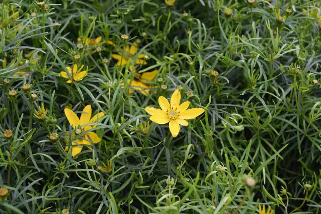 Coreopsis verticillata 'Moonbeam' ---